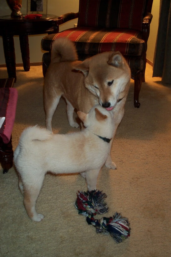 卢卡库倒戈?墨西哥豪门如何正面击溃马赛,书写北美足球新序章